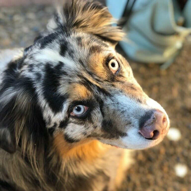 Samson McGuire Samson McGuire