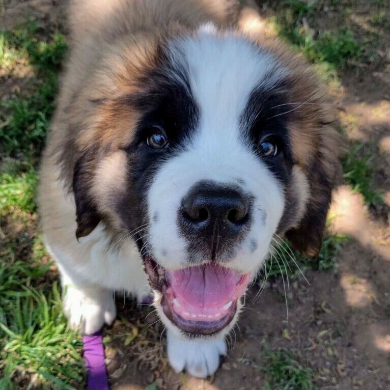 waldo5 e1669683713994