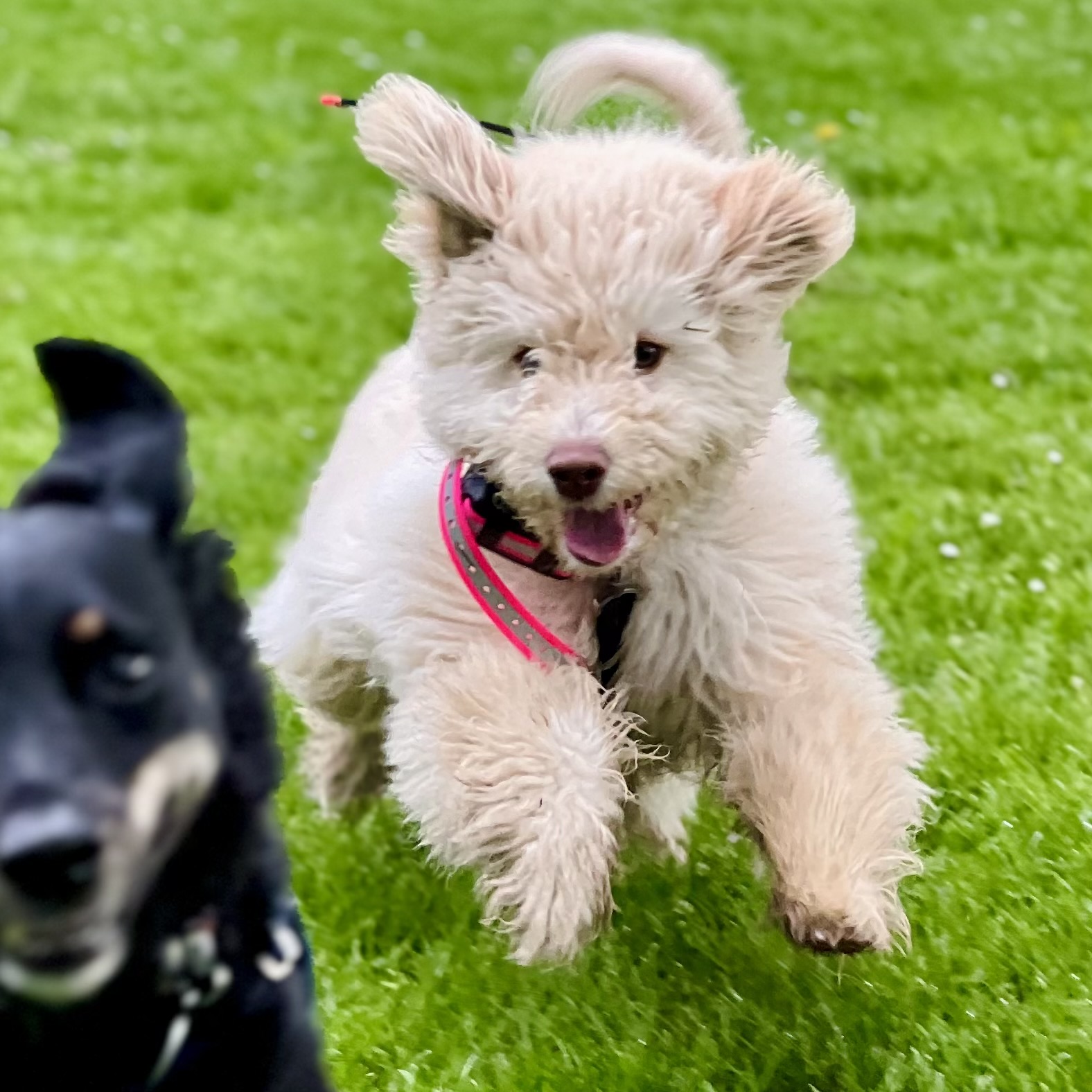 Barley Rue Barley Rue