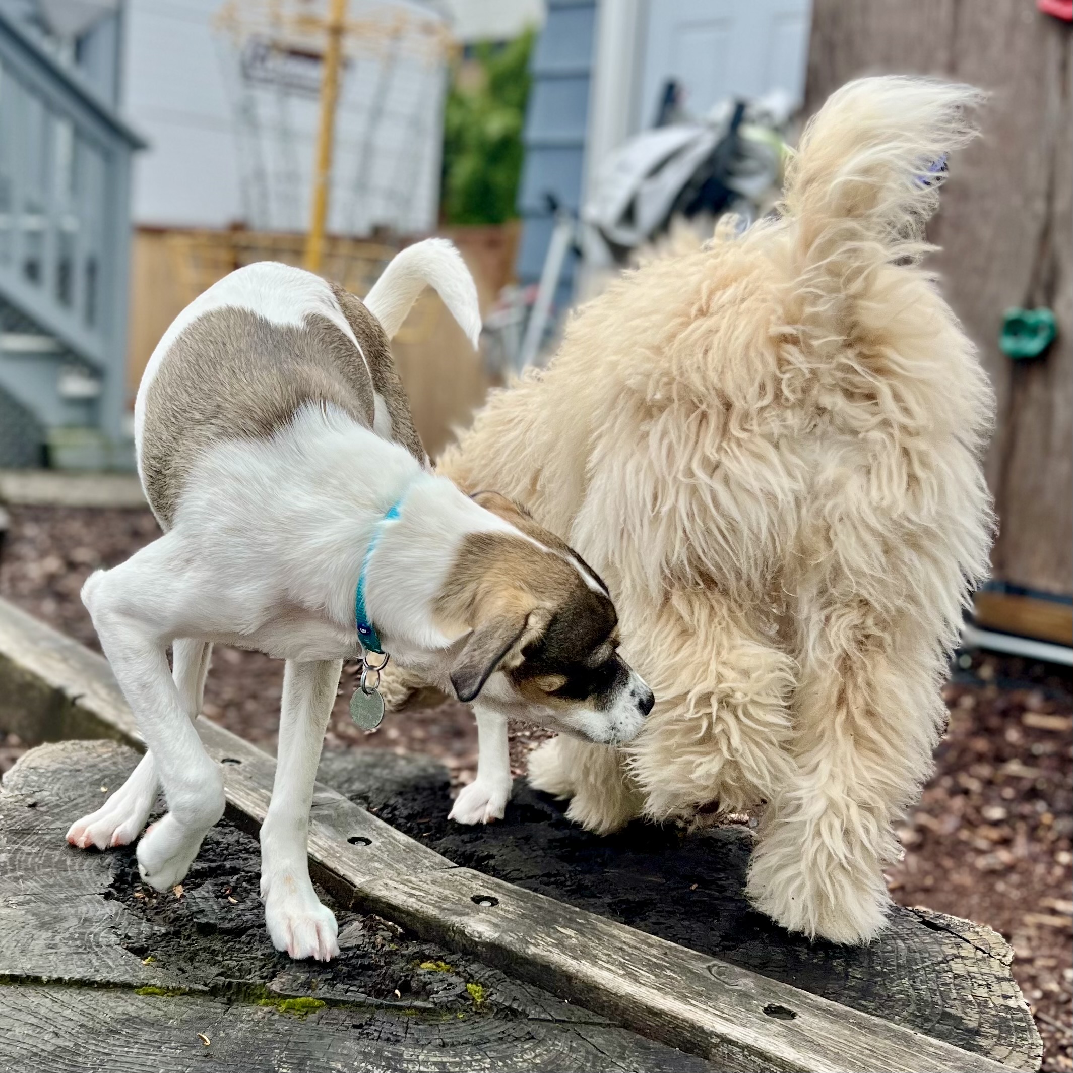 Kiei and Barley Rue Kiei and Barley Rue