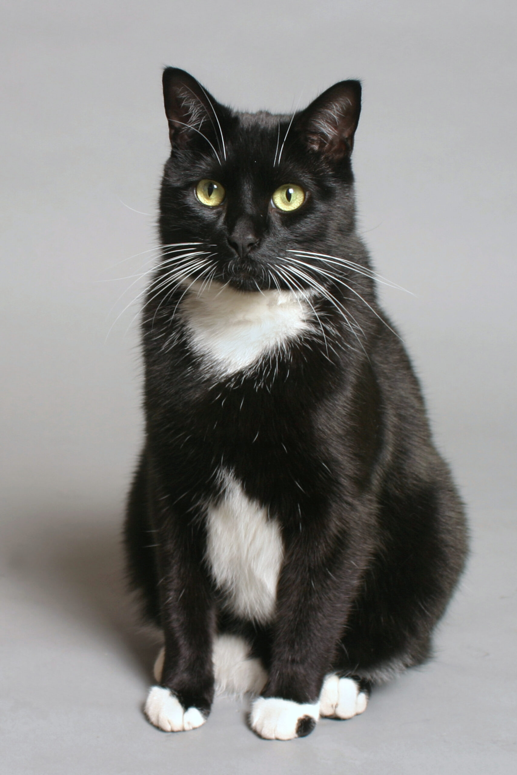 Cat Training for Bogart Cat Training for Bogart