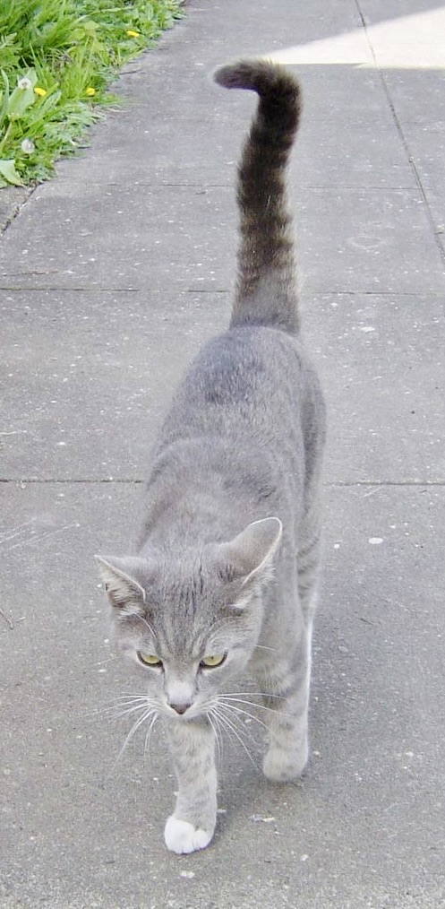 Cat Training Cat who was murder in his heart.