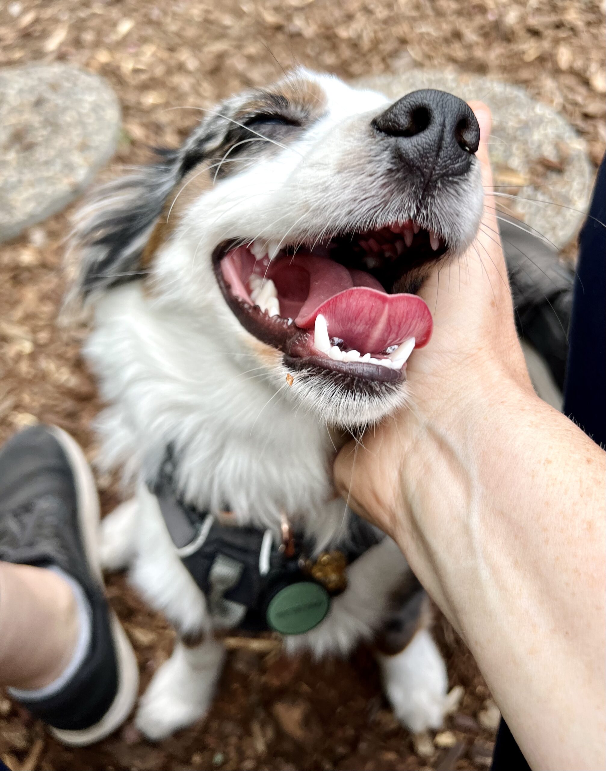 Relationship-Based Dog Training dog training