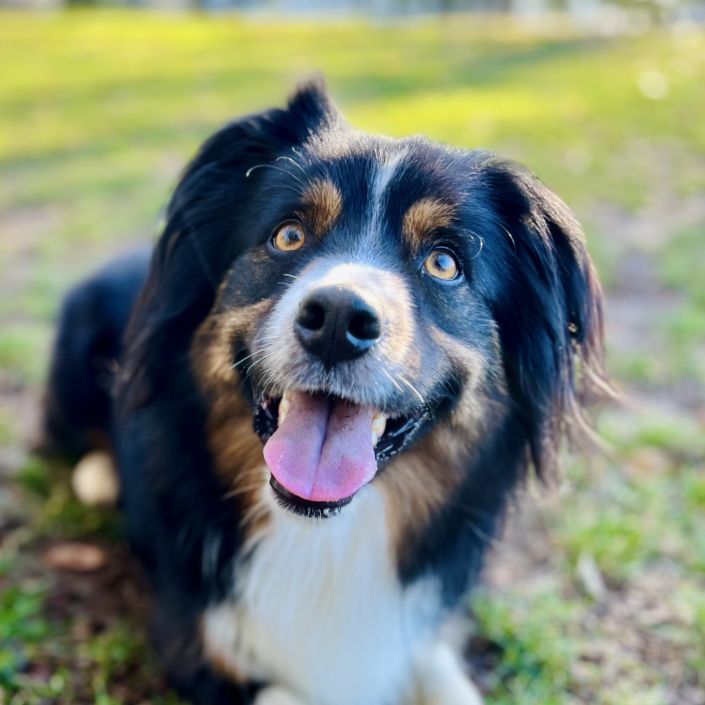 Dog Adolescence Dog Adolescence