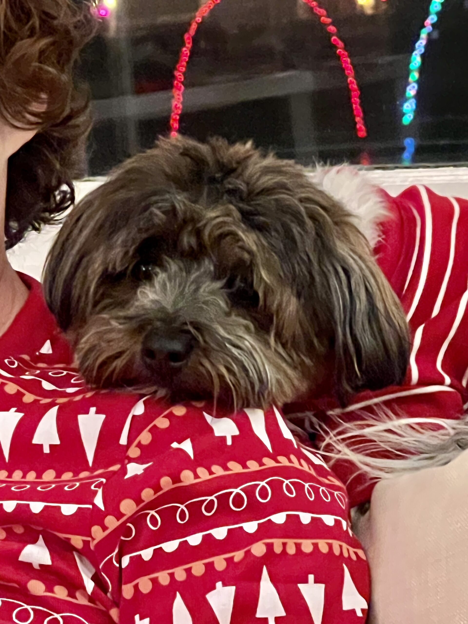 Dog Training dog training