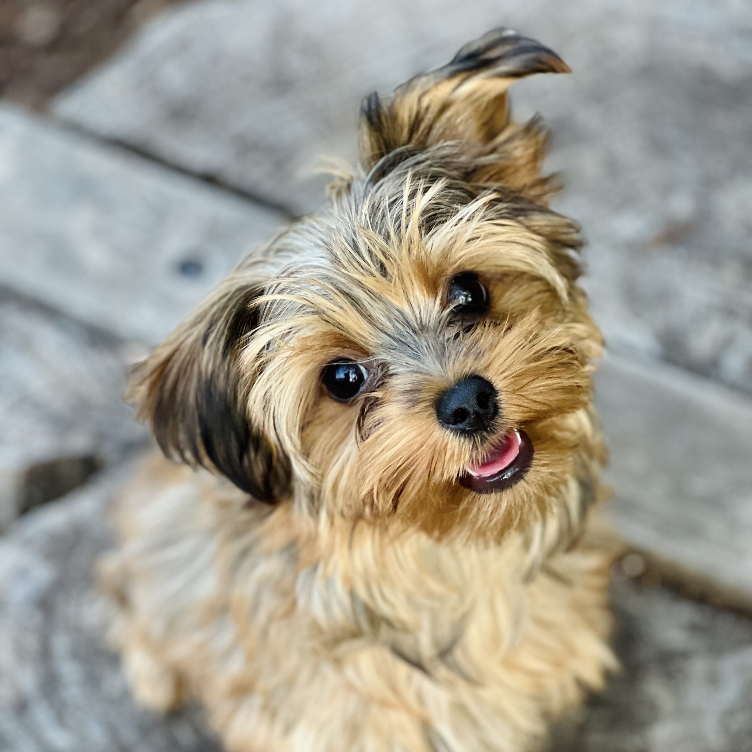 Dog Boarding Portland