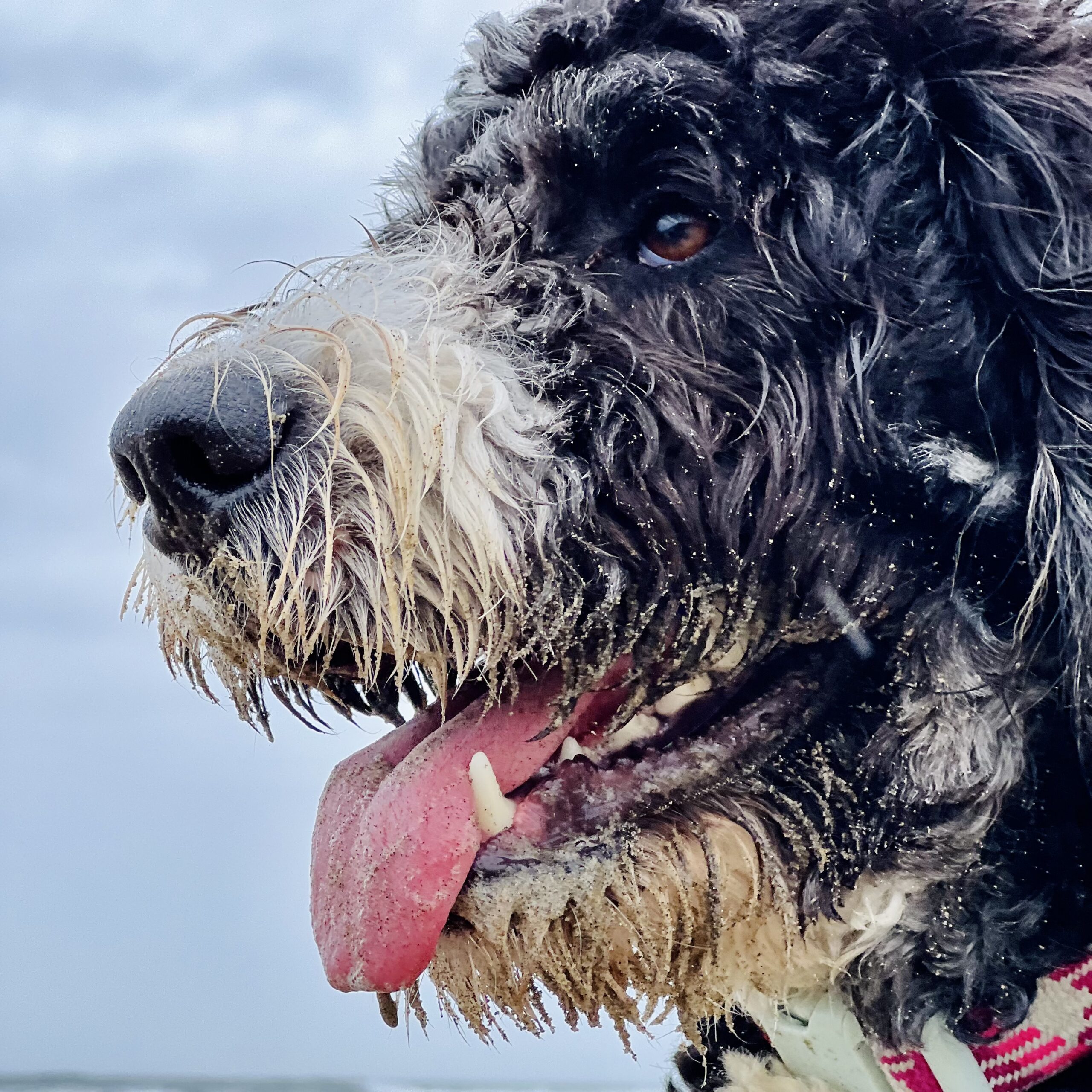 Surviving Adolescence Surviving Dog Adolescence