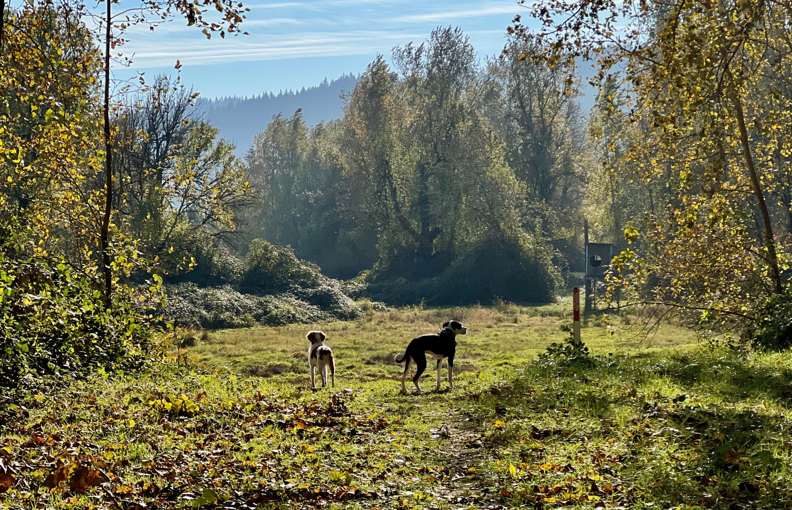 Dogs 34 of 172 scaled