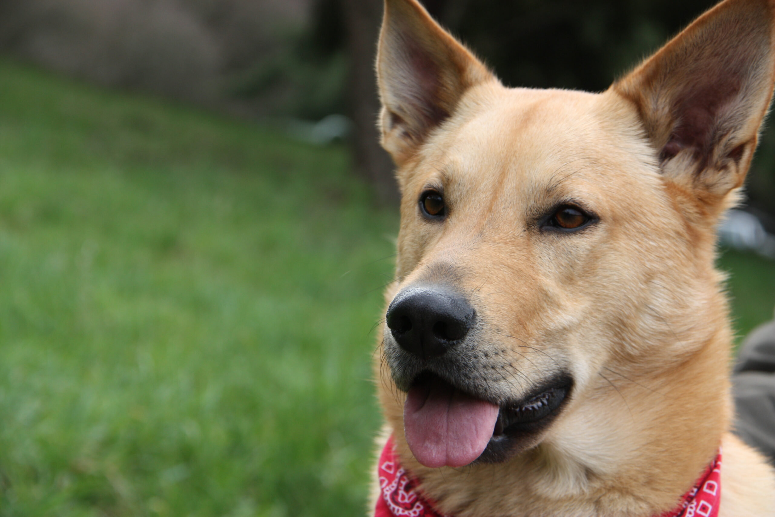 DANW Standard Post Template