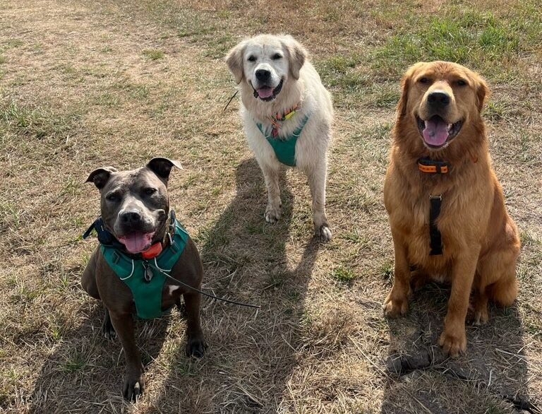 DANW Standard Post Template DANW Standard Post Template