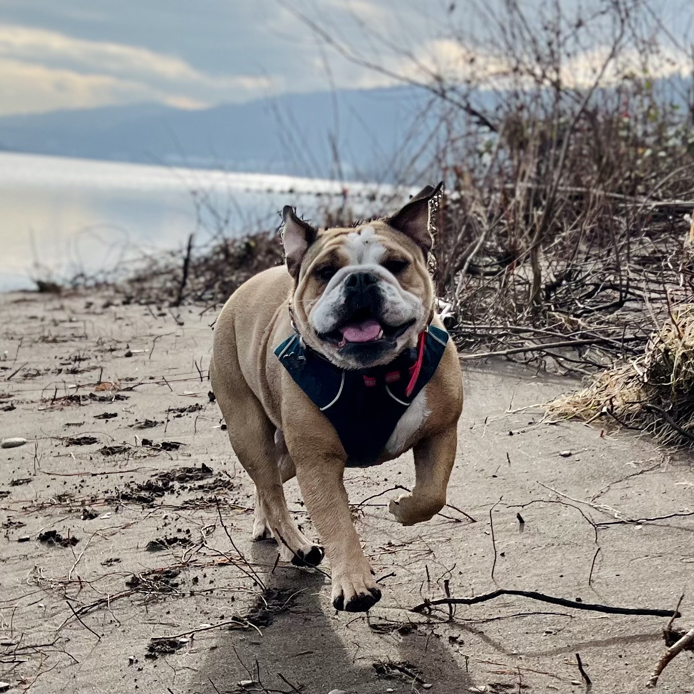 DANW Standard Post Template