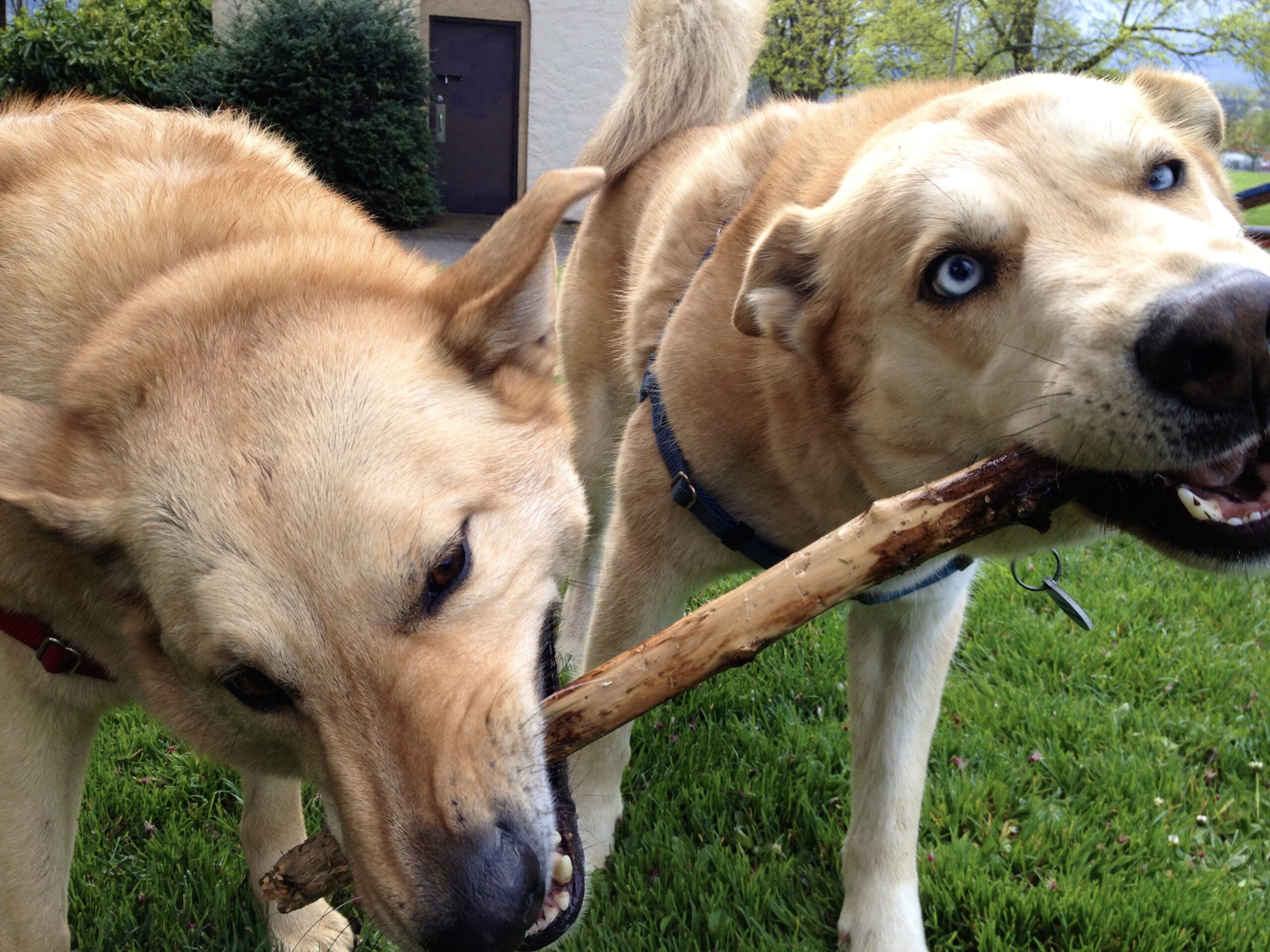 DANW Standard Post Template